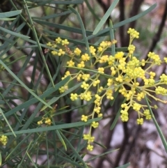 Acacia boormanii at Watson, ACT - 20 Aug 2020