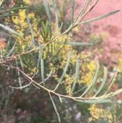 Acacia boormanii at Watson, ACT - 20 Aug 2020