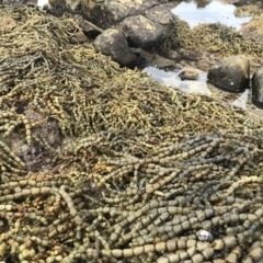 Unidentified Marine Alga & Seaweed at Wapengo, NSW - 26 Mar 2020 by Rose