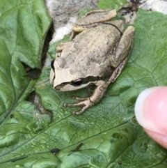 Litoria verreauxii verreauxii at Tanja, NSW - 2 Dec 2019 by Rose