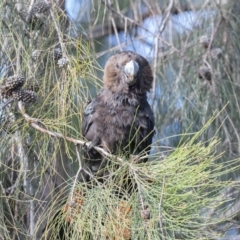 Calyptorhynchus lathami (Glossy Black-Cockatoo) at Stirling, ACT - 20 Aug 2020 by rawshorty