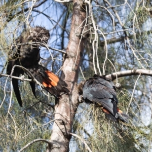 Calyptorhynchus lathami at Stirling, ACT - 21 Aug 2020