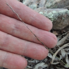 Tripogonella loliiformis at Conder, ACT - 18 Mar 2020