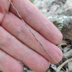 Tripogonella loliiformis at Conder, ACT - 18 Mar 2020