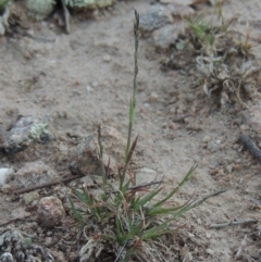 Tripogonella loliiformis (Five Minute Grass, Rye Beetle-Grass) at Conder, ACT - 18 Mar 2020 by michaelb