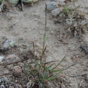 Tripogonella loliiformis at Conder, ACT - 18 Mar 2020