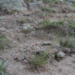 Tripogonella loliiformis at Conder, ACT - 18 Mar 2020