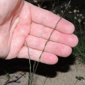 Tripogonella loliiformis at Conder, ACT - 18 Mar 2020