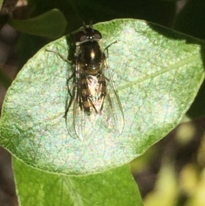 Melangyna viridiceps at Aranda, ACT - 16 Aug 2020