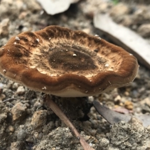 zz Polypore (cap and stem) at Wapengo, NSW - 29 Mar 2020 01:30 PM