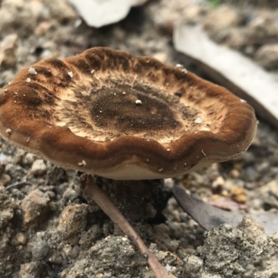 Unidentified Fungus at Wapengo, NSW - 29 Mar 2020 by Rose