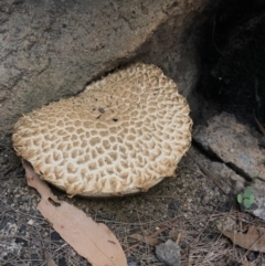 Unidentified Fungus at Wapengo, NSW - 29 Mar 2020 by Rose