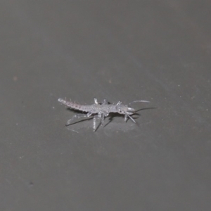 Neuroptera (order) at Acton, ACT - 4 Aug 2020 12:45 PM