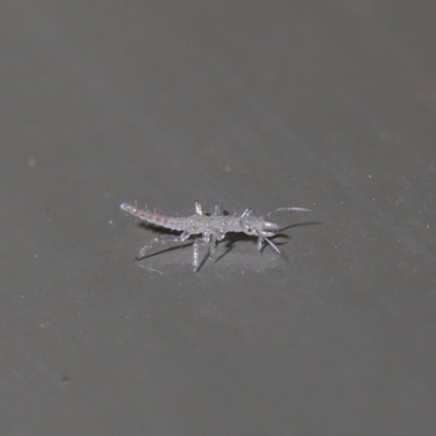 Neuroptera (order) (Unidentified lacewing) at Acton, ACT - 4 Aug 2020 by TimL