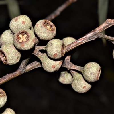 Eucalyptus pilularis (Blackbutt) at Berry, NSW - 21 Aug 2020 by plants