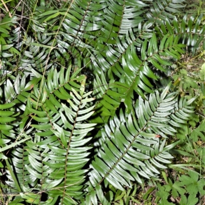 Pellaea falcata (Sickle Fern) at Berry, NSW - 21 Aug 2020 by plants