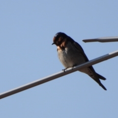 Hirundo neoxena (Welcome Swallow) at Gateway Island, VIC - 20 Sep 2019 by WingsToWander