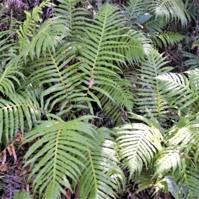 Blechnum cartilagineum (Gristle Fern) at Berry, NSW - 21 Aug 2020 by plants