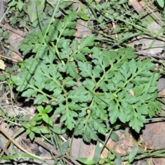 Sceptridium australe (Austral Moonwort) at Berry, NSW - 21 Aug 2020 by plants