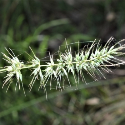Echinopogon caespitosus (Tufted Hedgehog Grass) at Berry, NSW - 21 Aug 2020 by plants