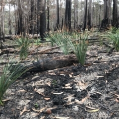 Xanthorrhoea concava (Grass Tree) at Wapengo, NSW - 29 Mar 2020 by Rose