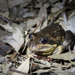 Limnodynastes dumerilii (Eastern Banjo Frog) at Albury - 24 Sep 2019 by WingsToWander