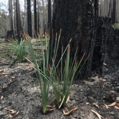 Xanthorrhoea concava (Grass Tree) at Wapengo, NSW - 29 Mar 2020 by Rose