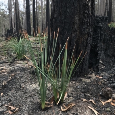 Xanthorrhoea concava (Grass Tree) at Wapengo, NSW - 29 Mar 2020 by Rose