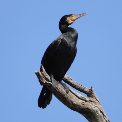 Phalacrocorax carbo (Great Cormorant) at Splitters Creek, NSW - 14 Sep 2019 by WingsToWander