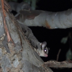 Petaurus norfolcensis (Squirrel Glider) at Wodonga Regional Park - 23 Jan 2020 by WingsToWander