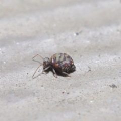 Symphypleona sp. (order) (Globular springtail) at ANBG - 4 Aug 2020 by TimL