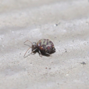 Symphypleona sp. (order) at Downer, ACT - 4 Aug 2020