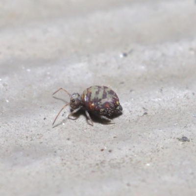 Symphypleona sp. (order) (Globular springtail) at Downer, ACT - 4 Aug 2020 by TimL