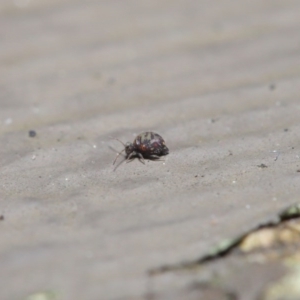 Symphypleona sp. (order) at Downer, ACT - 4 Aug 2020