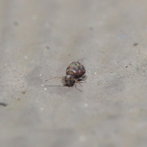 Symphypleona sp. (order) at Downer, ACT - 4 Aug 2020