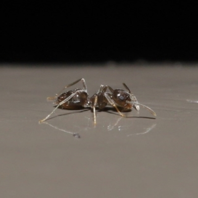 Doleromyrma sp. (genus) (Brown house ant) at Acton, ACT - 4 Aug 2020 by TimL