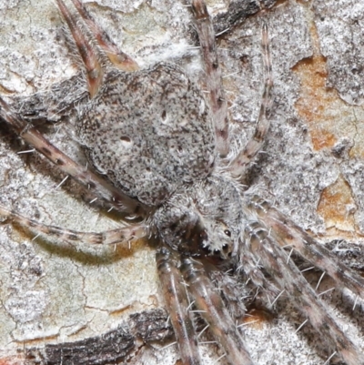 Tamopsis sp. (genus) (Two-tailed spider) at Downer, ACT - 4 Aug 2020 by TimL