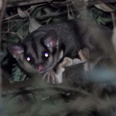 Petaurus norfolcensis (Squirrel Glider) at Baranduda, VIC - 22 Jan 2020 by WingsToWander