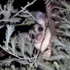 Petaurus norfolcensis (Squirrel Glider) at WREN Reserves - 6 Mar 2020 by WingsToWander