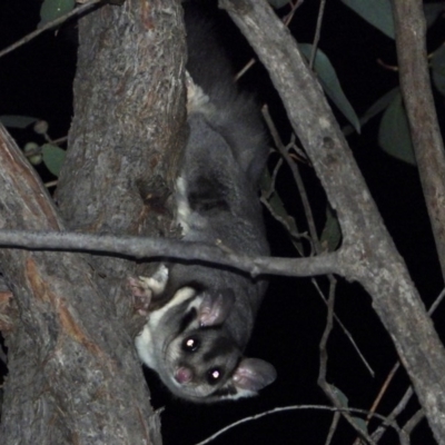 Petaurus norfolcensis (Squirrel Glider) at WREN Reserves - 6 Mar 2020 by WingsToWander