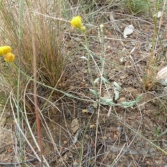 Chrysocephalum apiculatum (Common Everlasting) at Lower Boro, NSW - 15 Jan 2012 by AndyRussell