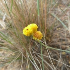 Chrysocephalum apiculatum at Lower Boro, NSW - 15 Jan 2012