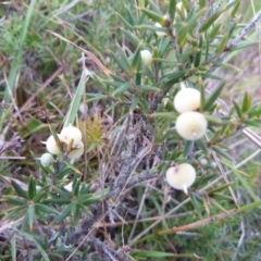 Lissanthe strigosa subsp. subulata (Peach Heath) at Lower Boro, NSW - 15 Jan 2012 by AndyRussell