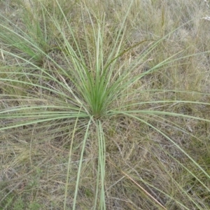 Xanthorrhoea glauca subsp. angustifolia at Lower Boro, NSW - 15 Jan 2012