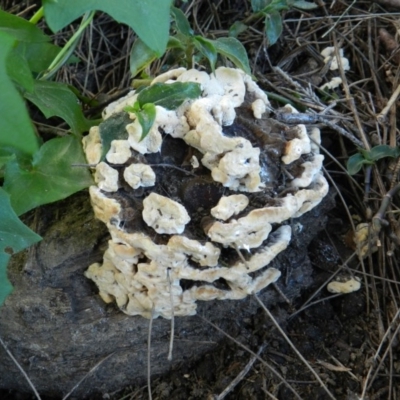 Unidentified Fungus at Bega, NSW - 21 Aug 2020 by SueMuffler