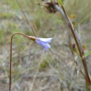 Wahlenbergia sp. at Lower Boro, NSW - 15 Jan 2012 02:59 PM