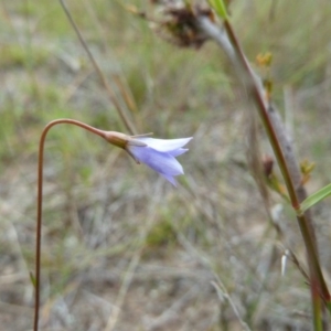 Wahlenbergia sp. at Lower Boro, NSW - 15 Jan 2012