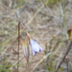 Wahlenbergia sp. at Lower Boro, NSW - 15 Jan 2012