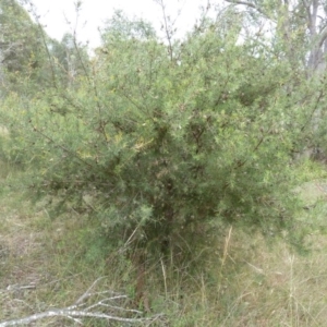 Hakea decurrens at Lower Boro, NSW - 15 Jan 2012