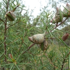 Hakea decurrens at Lower Boro, NSW - 15 Jan 2012 02:36 PM